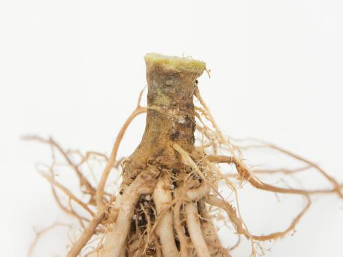 Tomate - Fusariose vasculaire (Fusarium oxysporum f. sp. lycopersici (FOL))