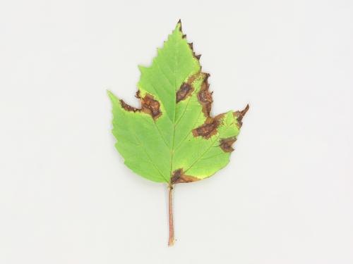 Viornes - Tache bactérienne (Pseudomonas syringae)