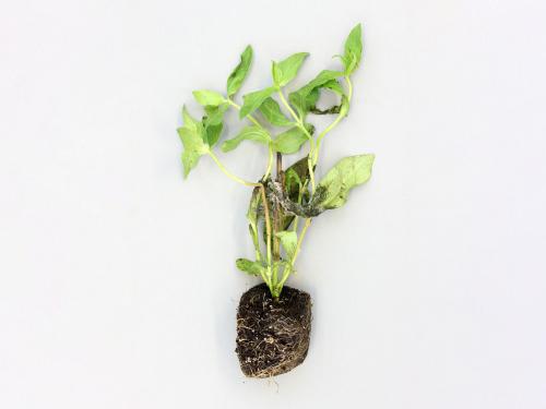 Zinnias - Moisissure grise (Botrytis cinerea)