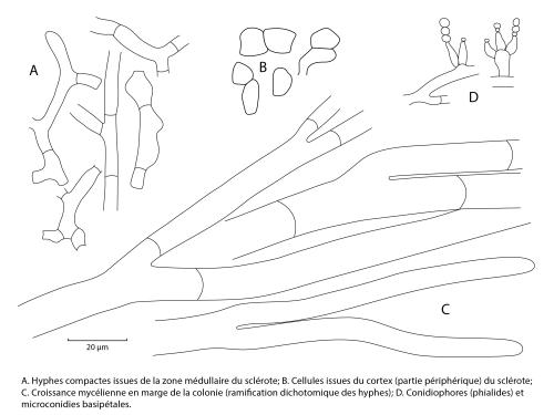 Sclerotium cepivorum