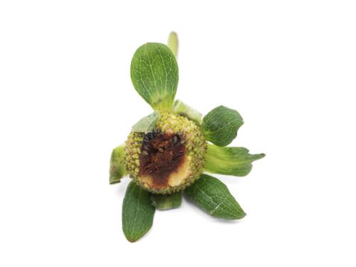 Fraise - Anthracnose (Colletotrichum acutatum)