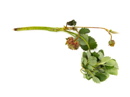 Fraise - Phytoplasme de la jaunisse de l'aster