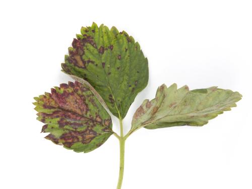 Fraise - Tache foliaire (Zythia fragariae)