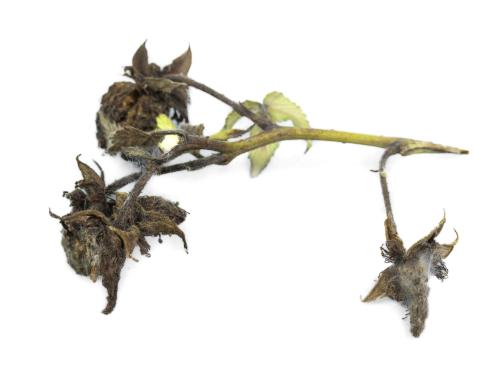 Framboise - Moisissure grise (Botrytis cinerea)