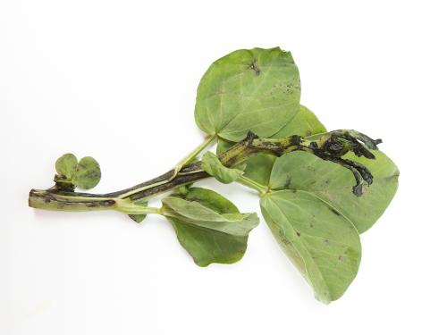 Gourgane - Pourriture fusarienne (Fusarium oxysporum)