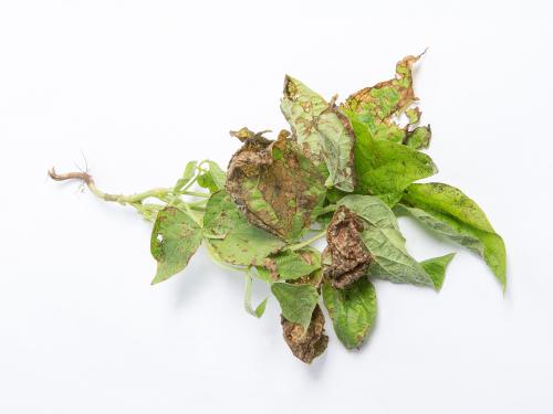 Haricot - Graisse bactérienne (Pseudomonas syringae pv. syringae)_2