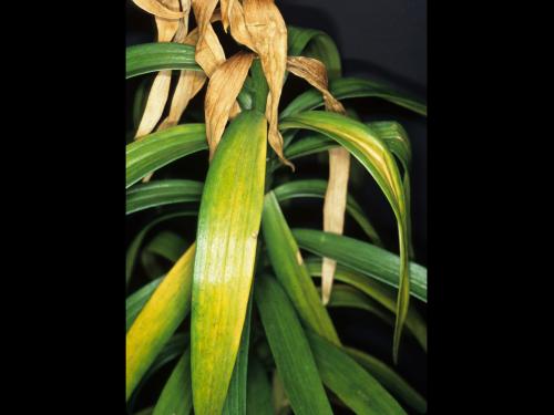 Lis - Nématode foliaire (Aphelenchoides sp.)