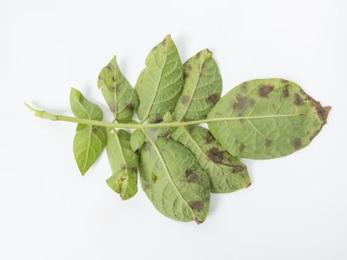 Pomme de terre - Maladies des taches brunes (Alternaria alternata)