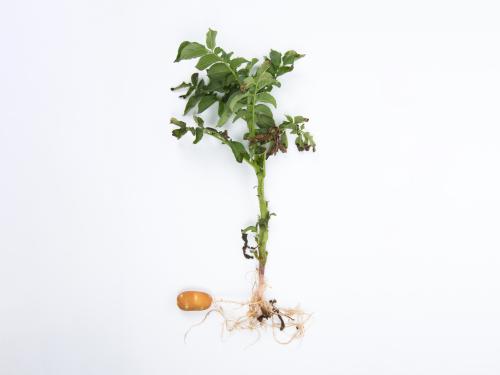 Pomme de terre - Fusariose vasculaire (Fusarium oxysporum)