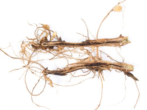 Pomme de terre - Jambe noire (Pectobacterium atrosepticum)