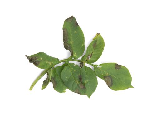 Pomme de terre - Mildiou (Phytophthora infestans)