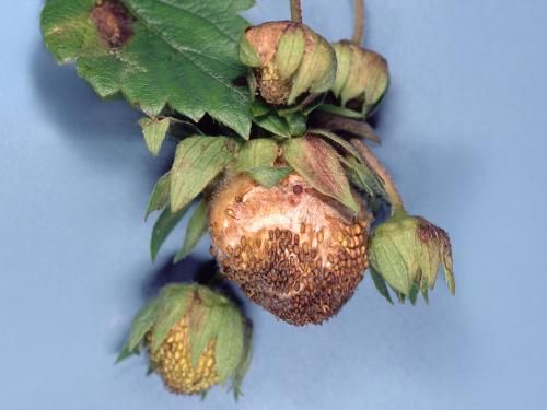 Fraise - Carence en bore