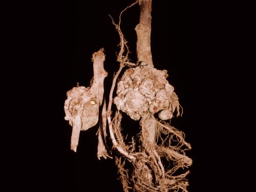Pomme - Tumeur du collet (Agrobacterium tumefaciens)