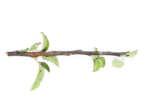 Pomme - Anthracnose (Neofabraea sp.)_15