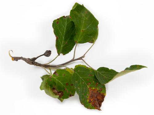 Pomme - Chancre à Botryosphaeria (Diplodia mutila)