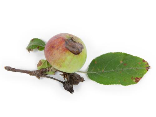 Pomme - Chancre à Botryosphaeria (Diplodia mutila)