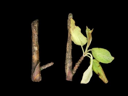 Pomme - Anthracnose (Neofabraea sp.)_13