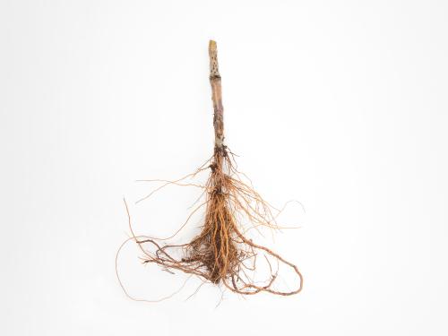 Pomme - Anthracnose (Neofabraea sp.)_4