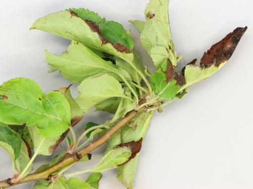 Pomme - Coulure bactérienne (Pseudomonas syringae pv. syringae)