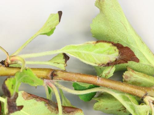 Pomme - Coulure bactérienne (Pseudomonas syringae pv. syringae)