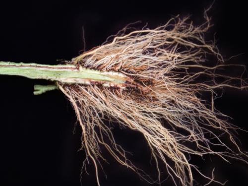 Tomate - Fusariose vasculaire (Fusarium oxysporum f. sp. lycopersici (FOL))