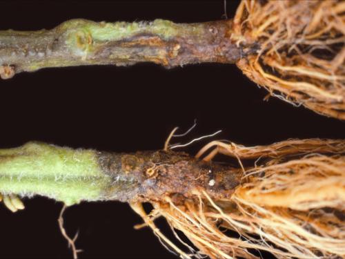 Tomate - Fusariose des racines et du collet (Fusarium oxysporum f. sp. radicis-lycopersici (FORL))