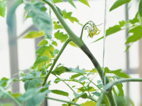 Tomate - Mildiou (Phytophthora infestans)