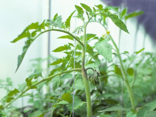 Tomate - Mildiou (Phytophthora infestans)