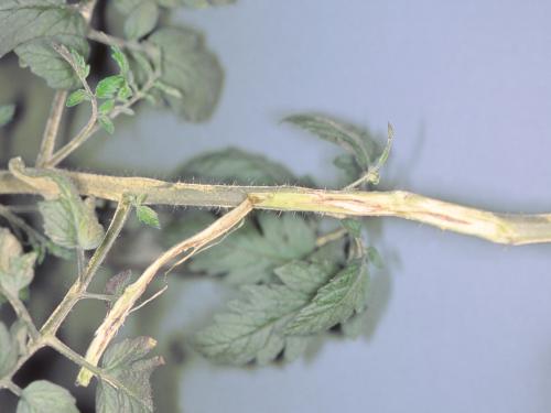Tomate - Chancre sec (Acremonium strictum)