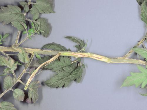 Tomate - Chancre sec (Acremonium strictum)