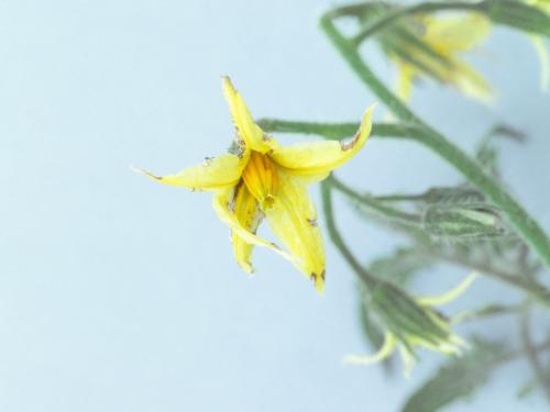 Tomate - Virus X de la pomme de terre (PVX)