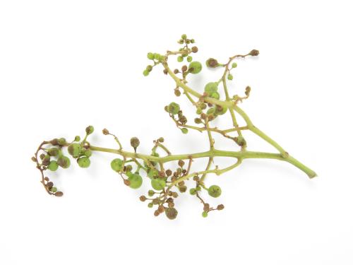 Vigne (raisin) - Virus de la tache annulaire de la tomate (ToRSV)_5