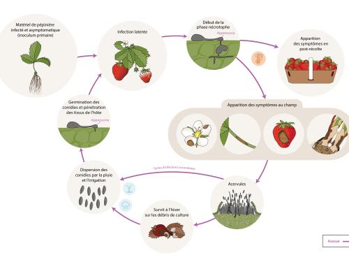 Fraise - Anthracnose (Colletotrihum spp.) - Cycle de maladie