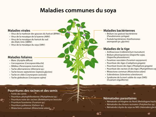 Soya - principales maladies