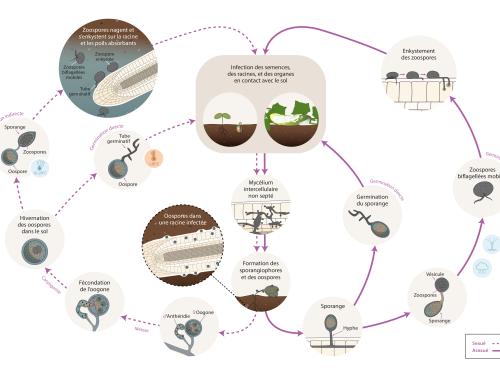 Pythium sp. - cycle épidémiologique