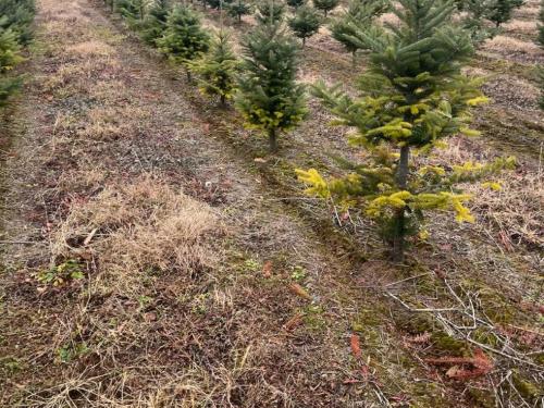 Arbres de Noël (Sapins) - Carences associées à un pH élevé