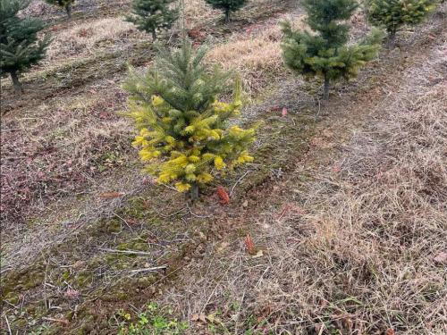 Arbres de Noël (Sapins)_Carences associées à un pH élevé