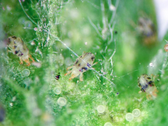 Tétranyque de McDaniel (Tetranychus mcdanieli)