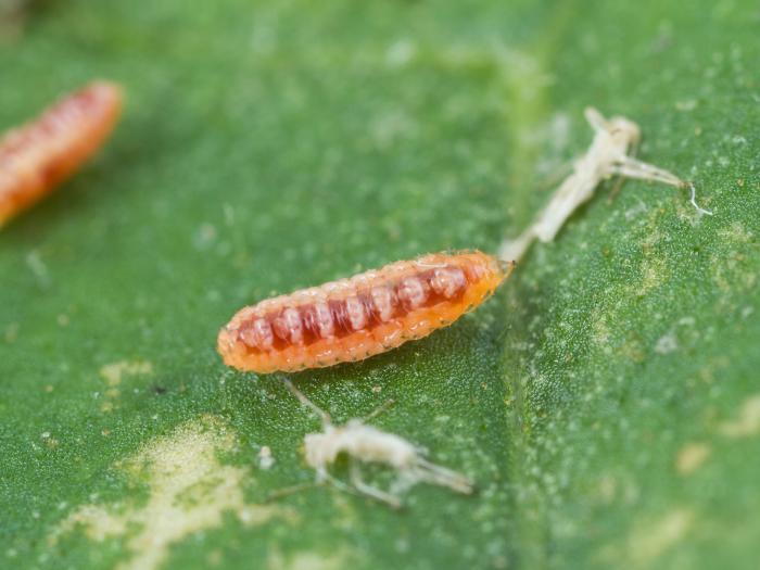 Cécidomyie du puceron (Aphidoletes aphidimyza)