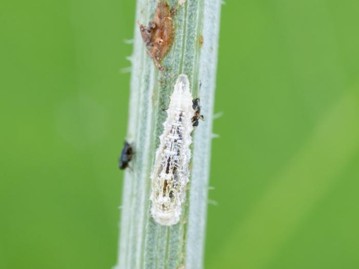 Syrphe d'Amérique (Eupeodes americanus)