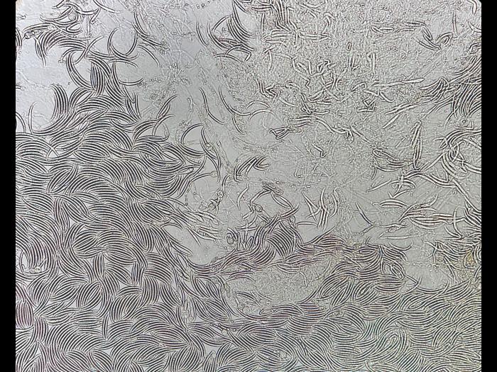 Fusarium virguliforme_2