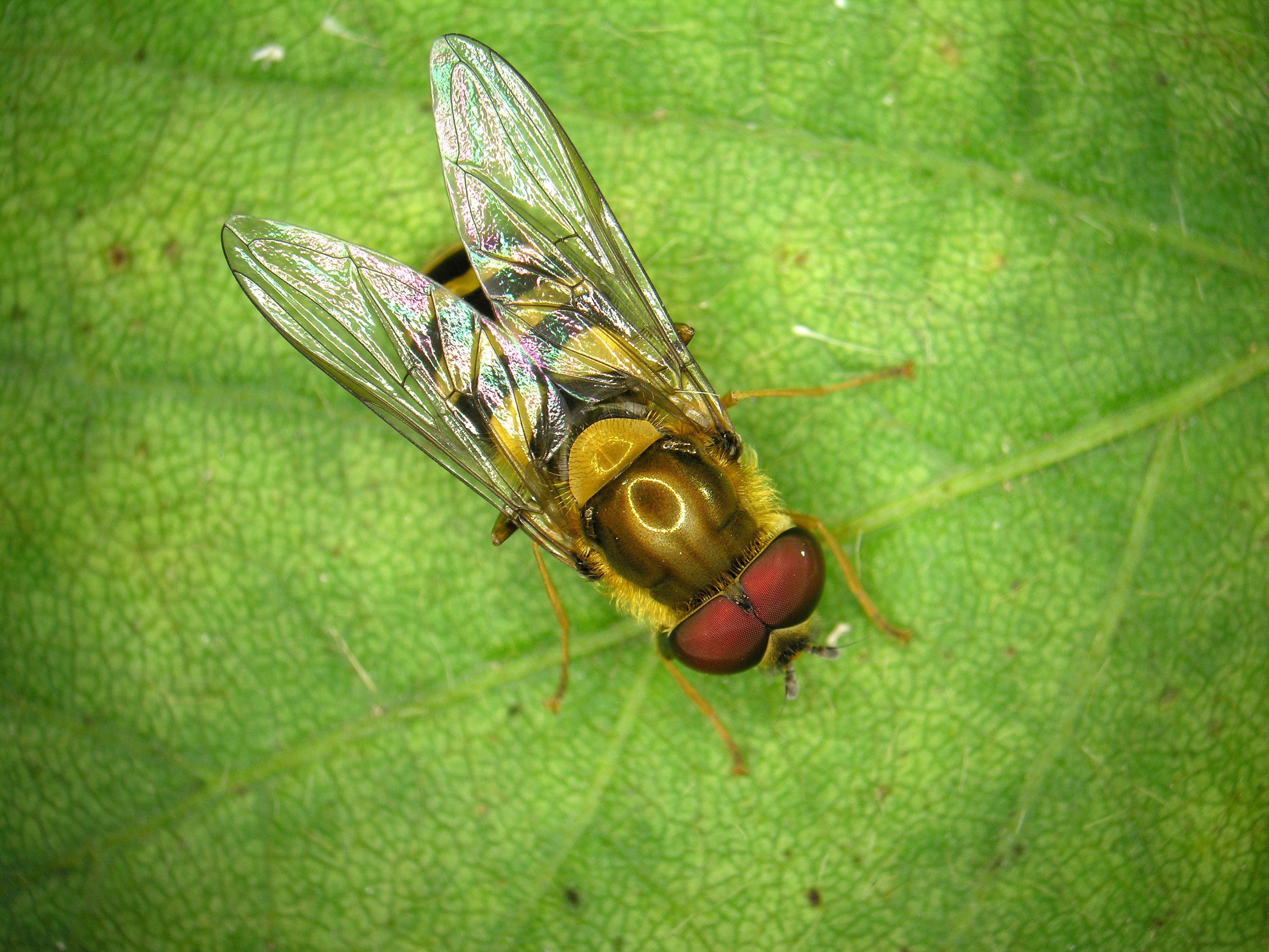 Syrphe (Syrphidae)