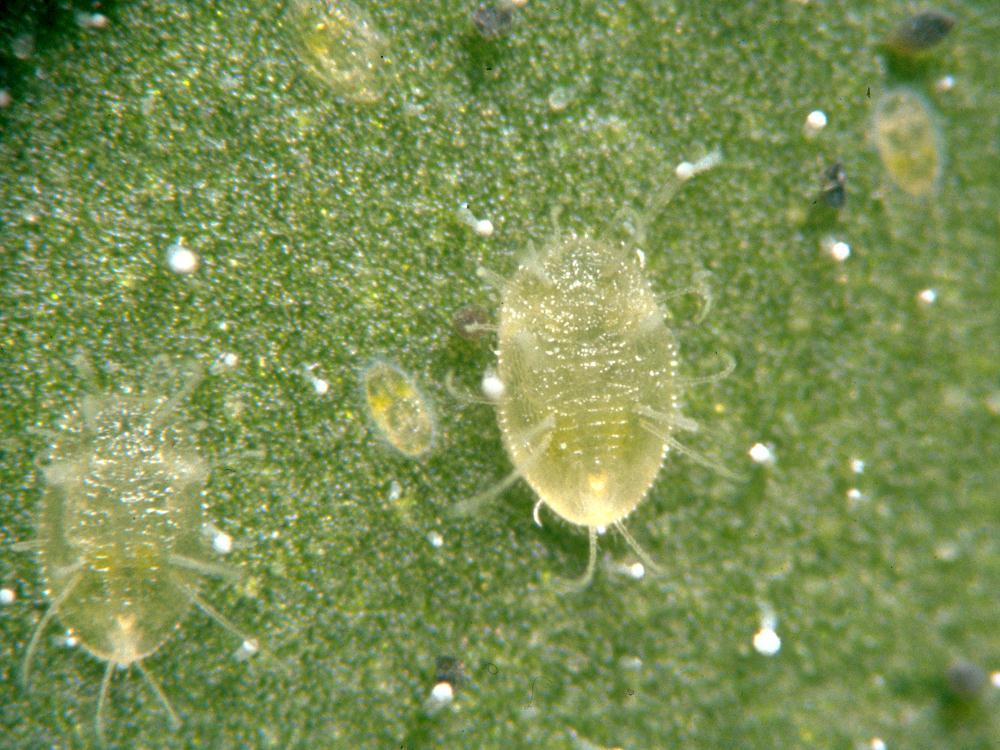 Aleurode serres (Trialeurodes vaporariorum)_3