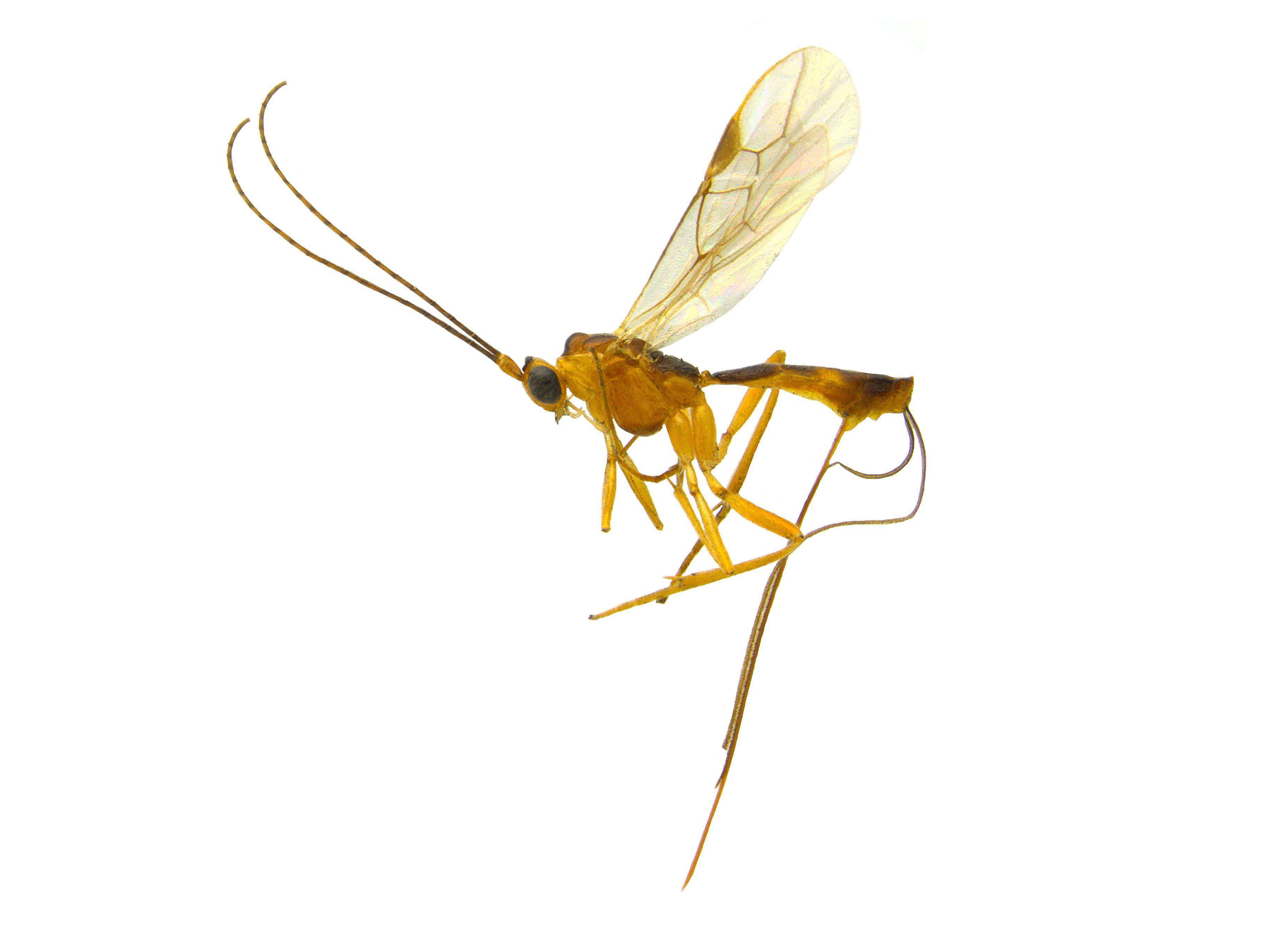 Braconidés (Braconidae)