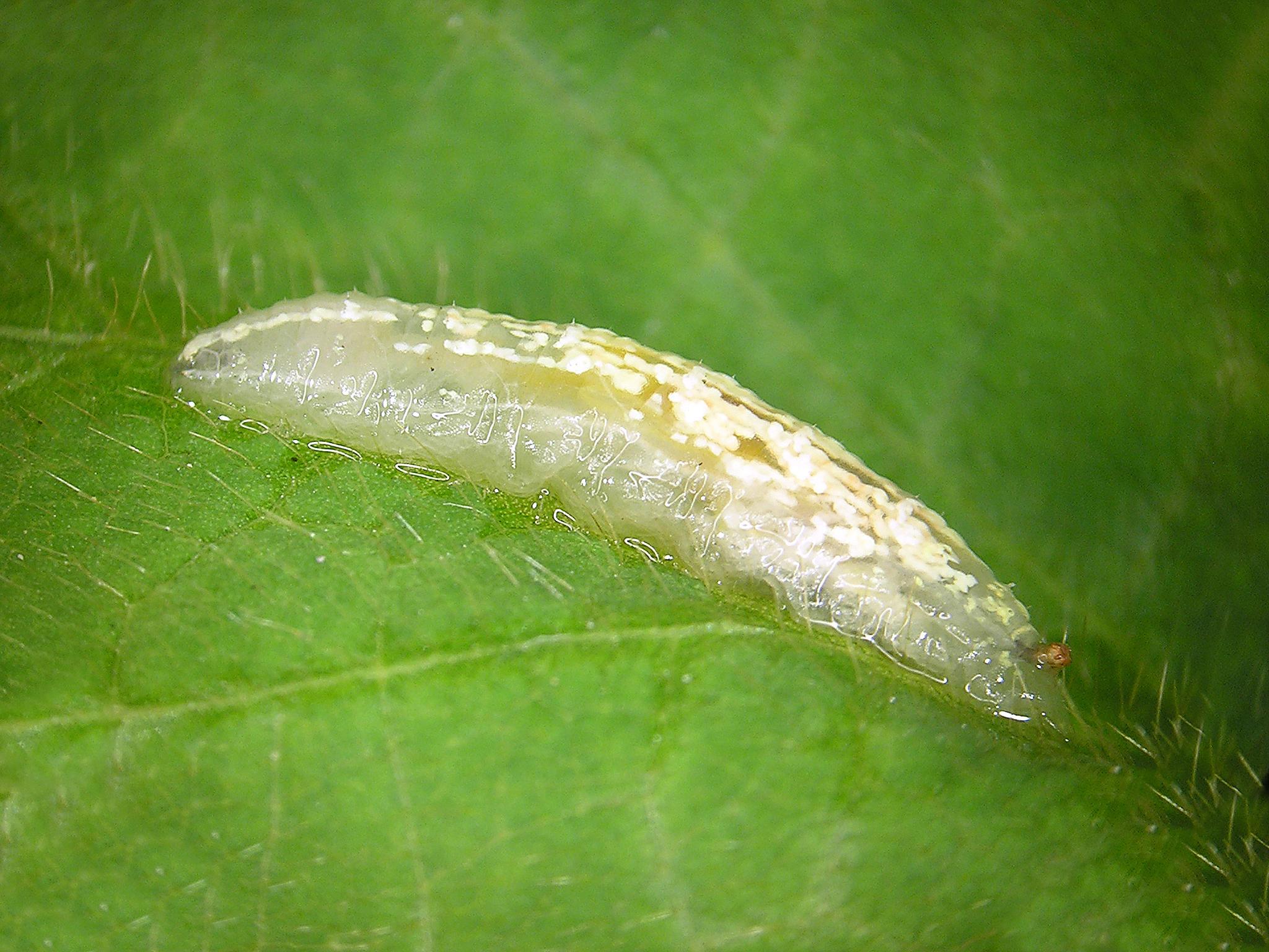 Syrphe (Syrphidae)