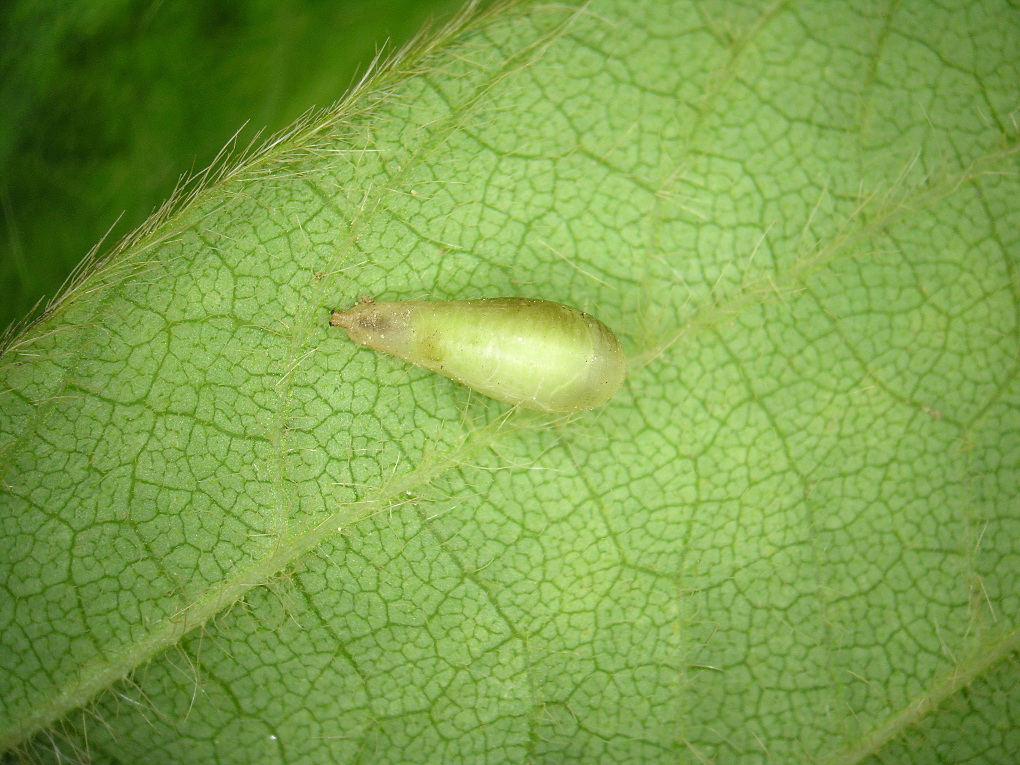 Syrphe (Syrphidae)