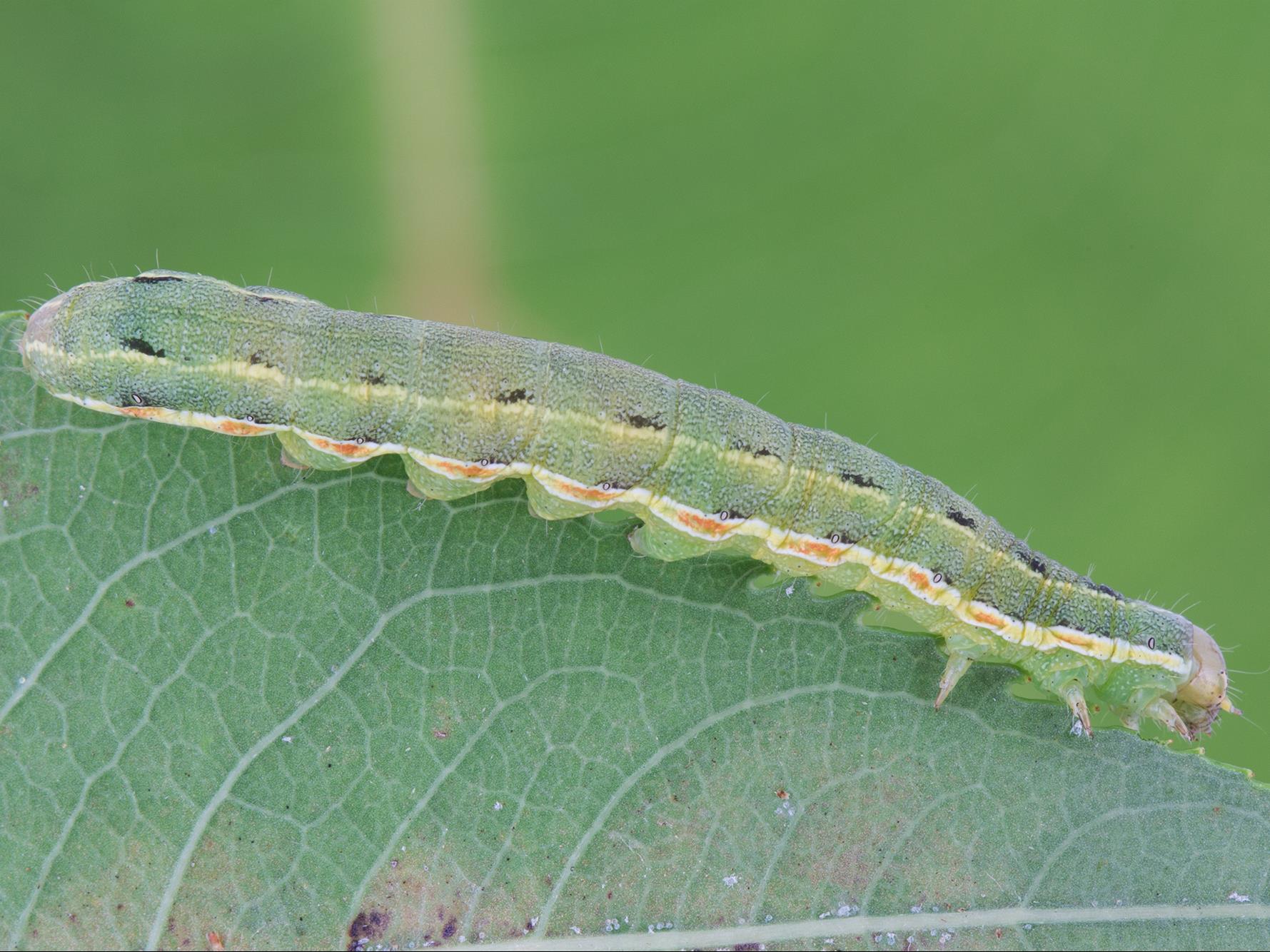 Ver-gris du trèfle (Anarta trifolii)_3