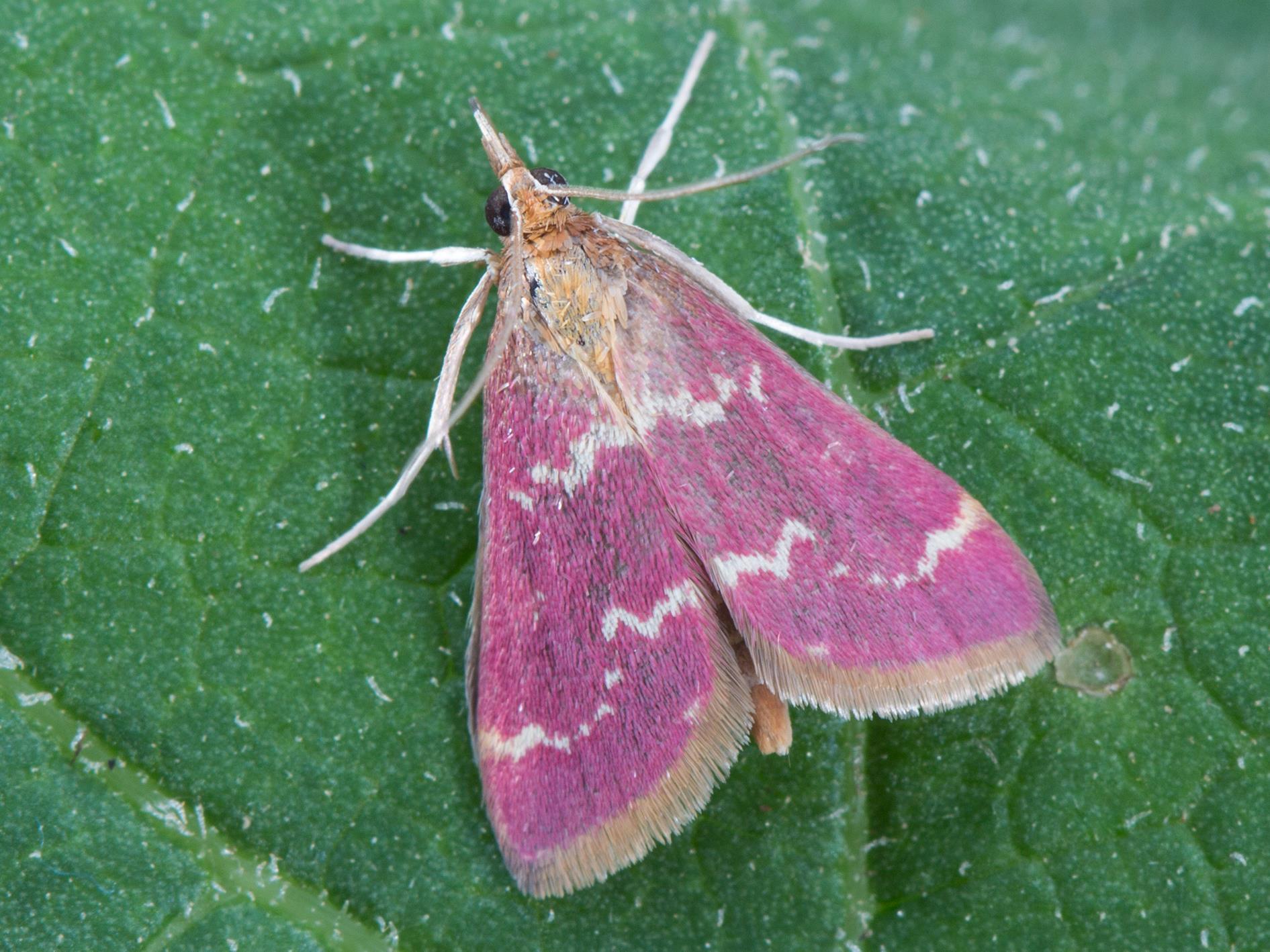 Pyrausta signatalis_5