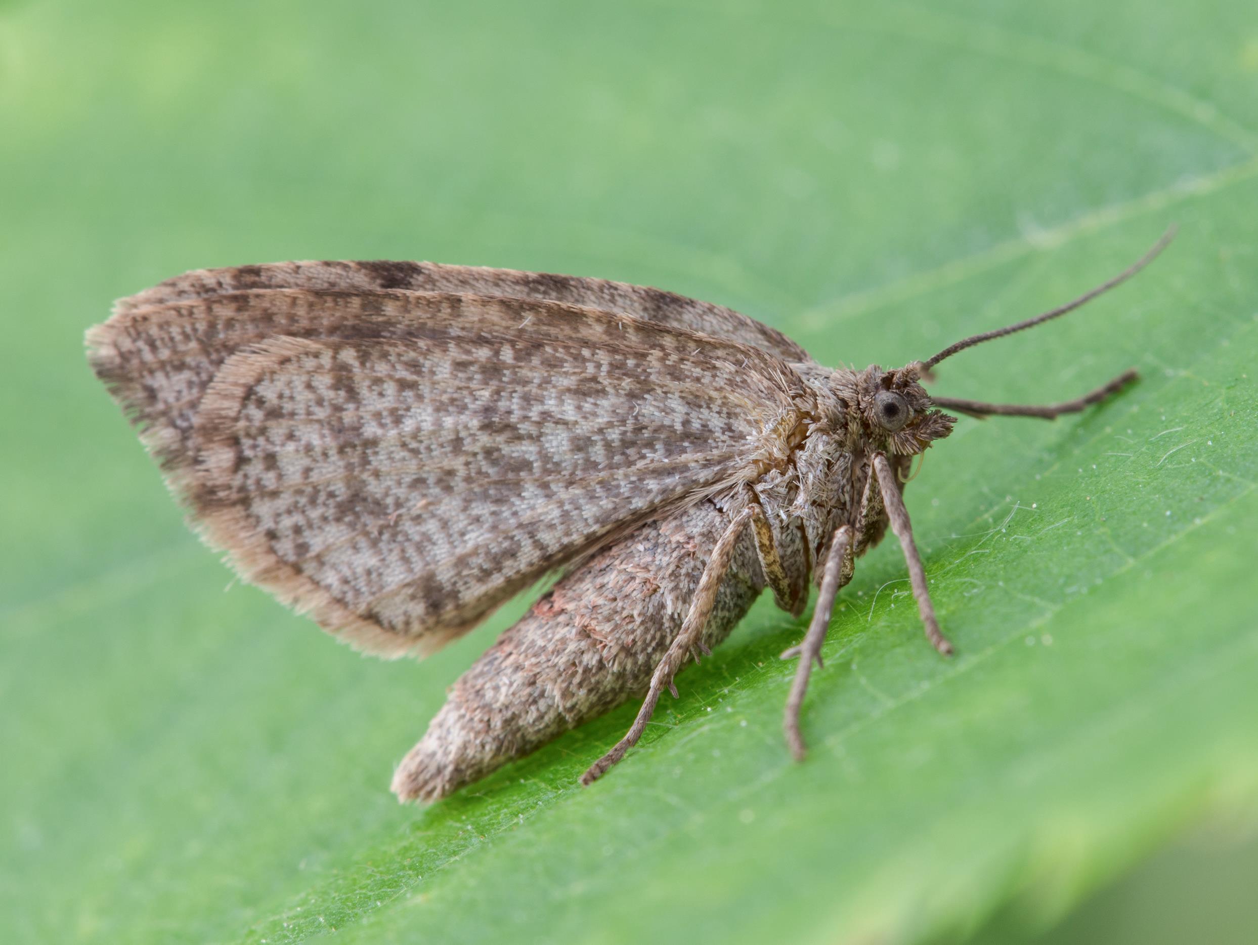 Arpenteuse noire (Speranza argillacearia)_5