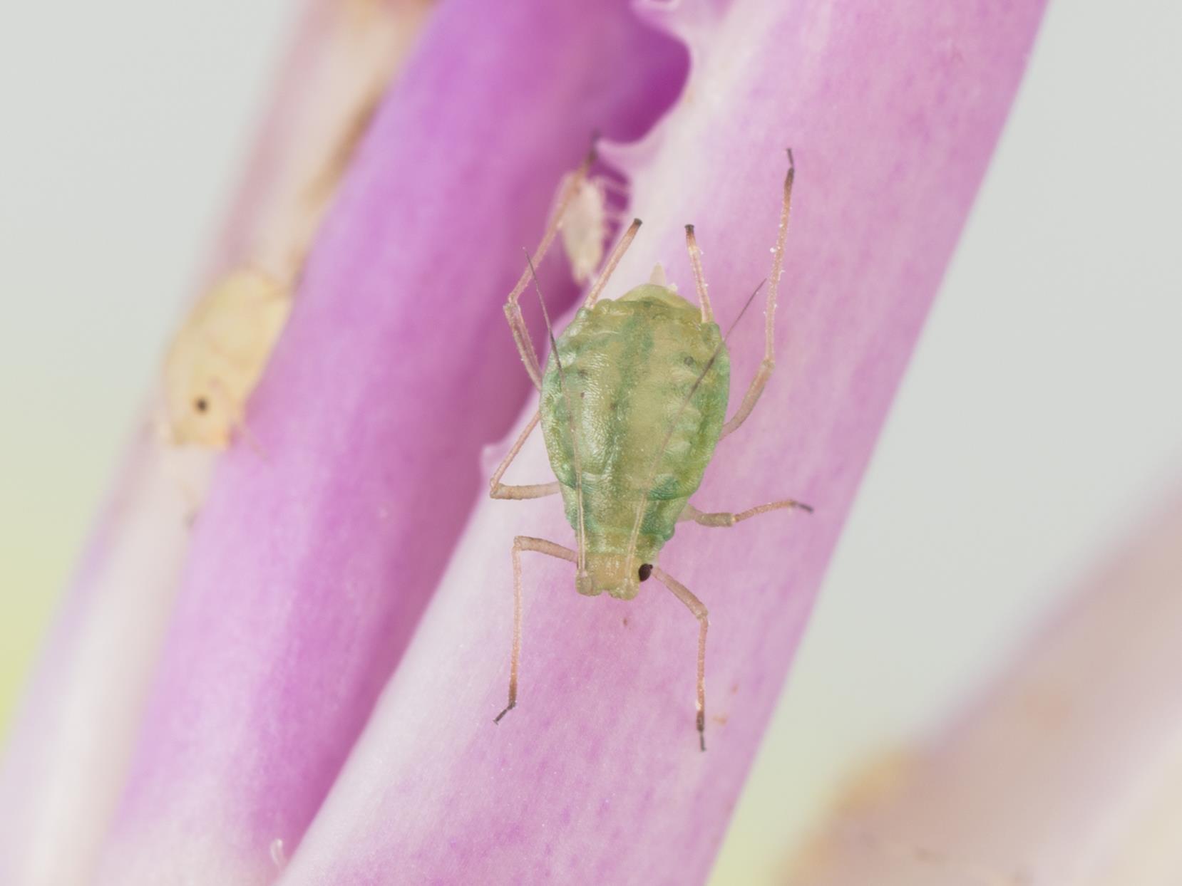 Puceron vert du pêcher (Myzus persicae)_4